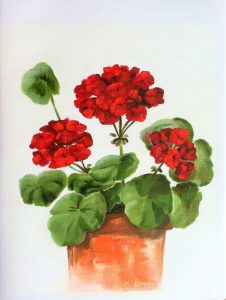 mediterranean-red-geranium