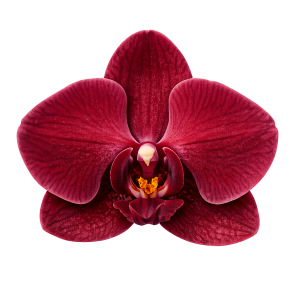 Red-Phalaenopsis-orchid-in-bloom