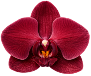 Red-Phalaenopsis-orchid-in-bloom